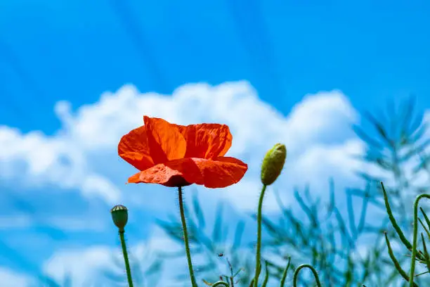 detail of red poppy flower under blue sky