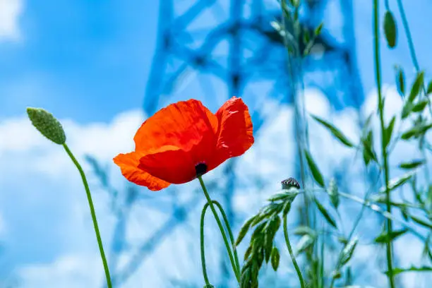 detail of red poppy flower under blue sky