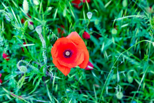 detail of red poppy flower growing in the field