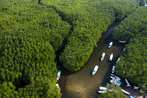 Aerial drone landscape of local boats anchored in the mangrove forest of Nusa Lembongan in Bali Indonesia.