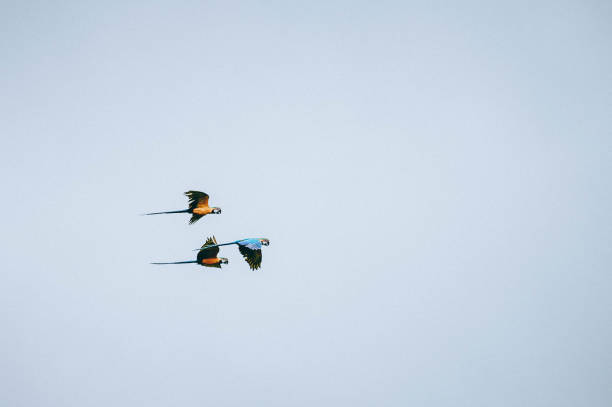 Macaws Blue macaws pantanal wetlands photos stock pictures, royalty-free photos & images