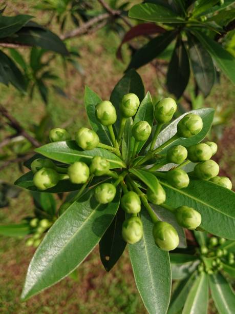 istock Depok 20 june 2021flower buds haven't bloomed yet 1324971541