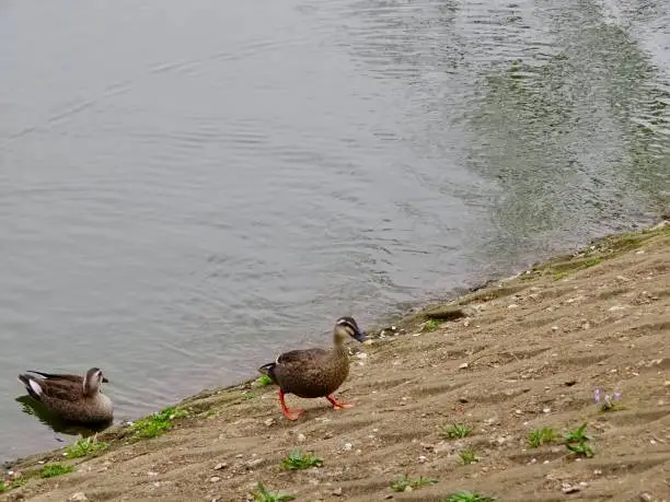 Two waterfowls play leisurely on the shore