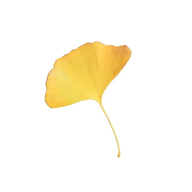 The yellow-colored leaf of a female ginkgo plant is on a white background.