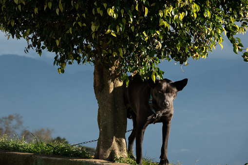 Dog And Tree Stock Photo - Download Image Now - Animal, Color Image ...