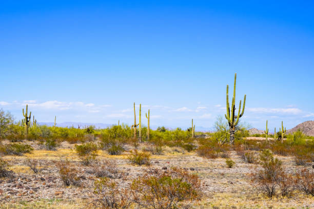 istock Several tall cacti in the Arizona desert 1324973825