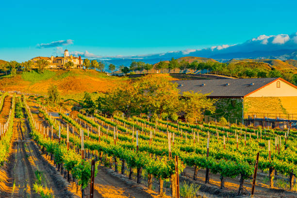 reihen von weinreben leuchten in der dämmerung beleuchtung in temecula, kalifornien - vineyard in a row crop california stock-fotos und bilder