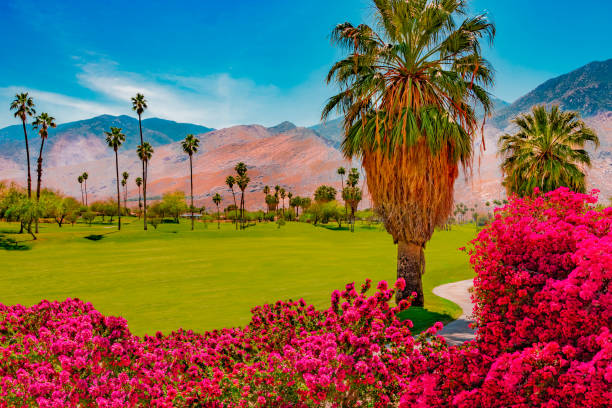 Bright Bougainvilleas grow alongside the green belt in Palm Springs, California A Palm Springs green belt in lined with palm trees and brilliant Bougainvillea bushes. The lush vegetation in the arid climate is dramatic. Palm Springs is known for it's lush landscaping and beauty. california fuchsia stock pictures, royalty-free photos & images