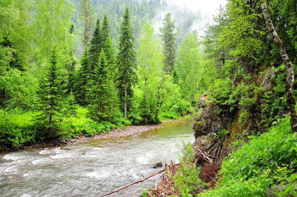 istock A stormy stream of a swift mountain river flowing through a dense forest after a rain. 1324974693