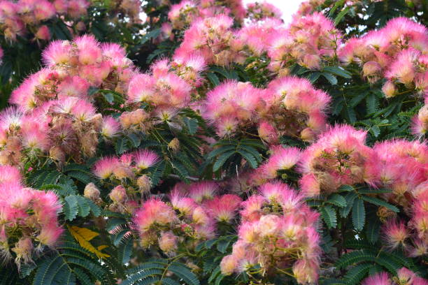 Pink Fluffy Mimosa Flowers stock photo