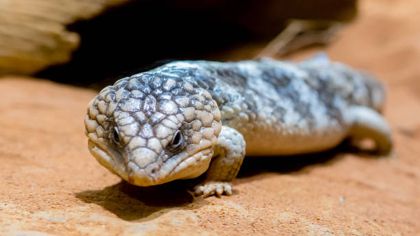 istock Blue-tongued skink found on Rock 1324976473