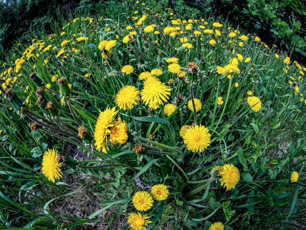 istock bright yellow dandelions in a clearing among the greenery 1324977323