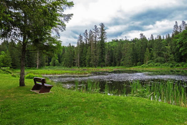 istock Forest  Lake in Nature Park 1324979094
