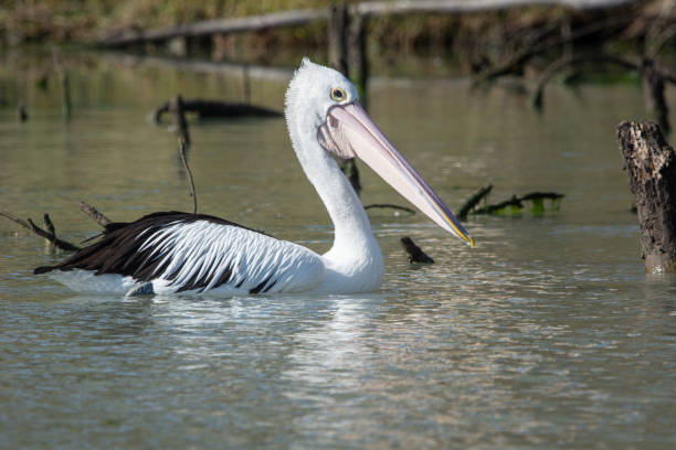 Pelican Cruising Australian Backwater Wild Pelican cruising the Wongulla backwater on the River Murray,  South Australia. Australian native water bird Pelecanus conspicillatu in natural enviroment. lake murray stock pictures, royalty-free photos & images