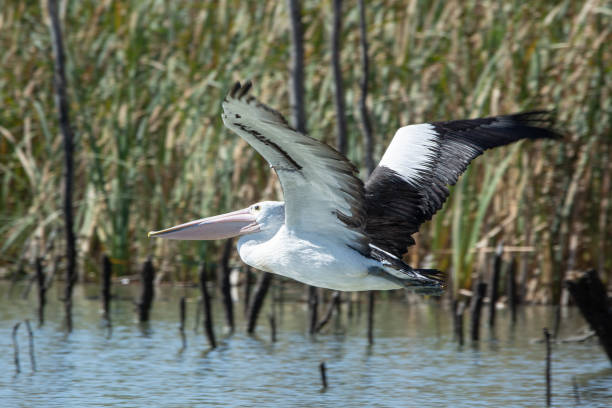 istock Pelican Flying Through Backwater Australia 1324979776