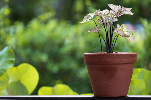 A caladium plant with light pink curled leaves in an earthenware pot is used to decorate the area of the house.