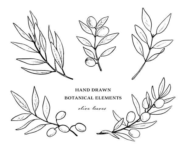 ilustrações de stock, clip art, desenhos animados e ícones de hand drawn botanical elements olive leaf line art. - olives