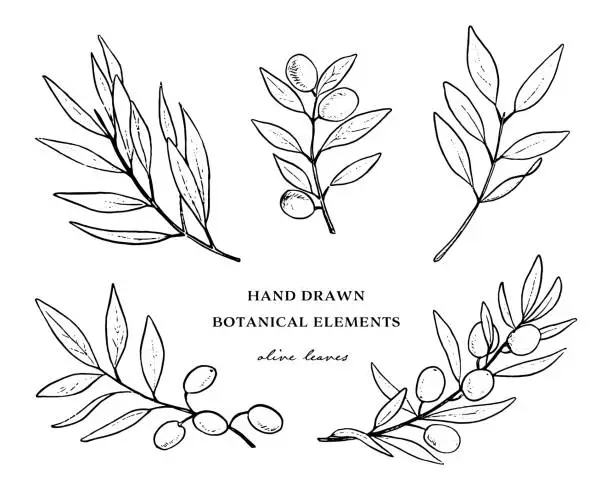 Vector illustration of hand drawn botanical elements olive leaf line art.