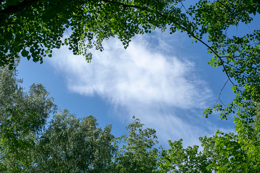 The tops of the trees against a background of blue sky and clouds. Green foliage, natural frame of deciduous tree crowns.