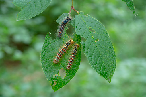 Gypsy moth caterpillar close-up. Foliage-eating caterpillars. Macro.