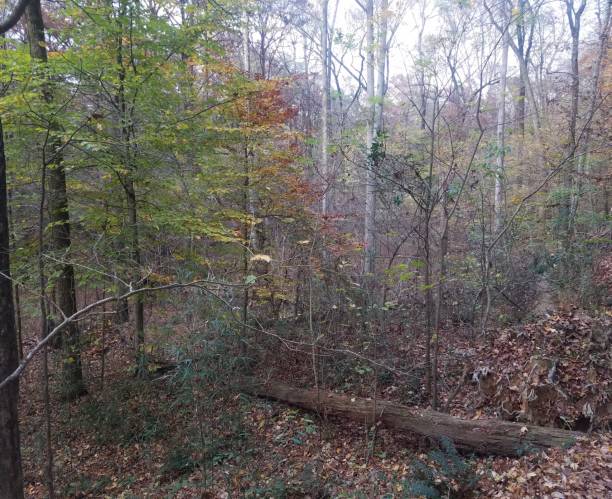 istock Forest of Shelby Forest II 1324986299