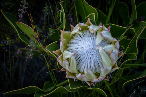 King Protea Fynbos flowers on coastal mountainside in Cape Town, South Africa