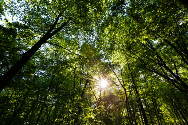 istock foliage of the trees is illuminated by bright sunlight 1324986536