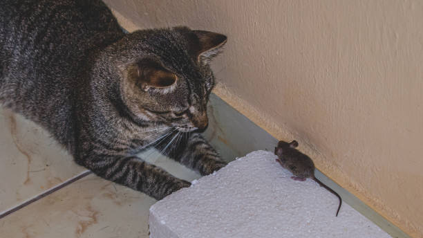 istock Domestic cat watching and getting ready to catch a little mouse 1324986662