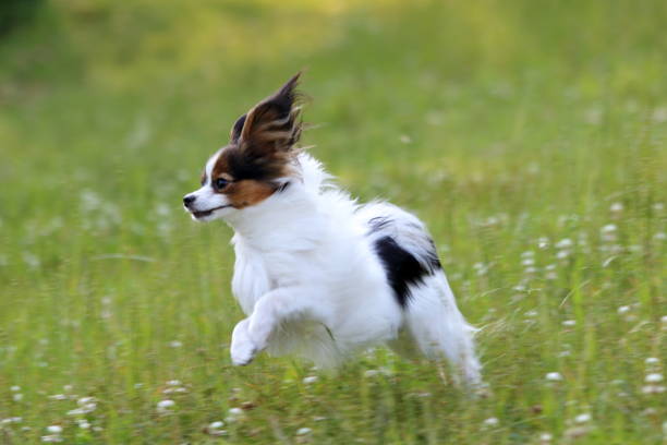 istock A papillon playing on the grass in early summer 1324987539