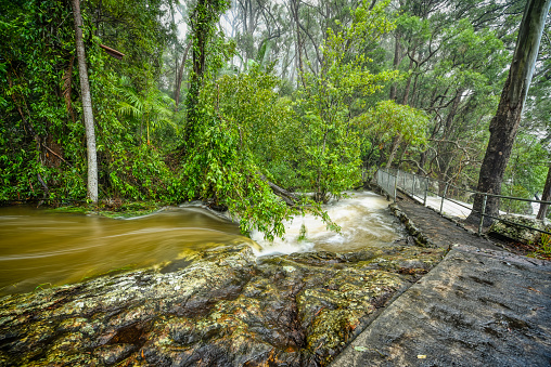 Purling Brook waterfall in World Heritage Listed Springbrook National Park