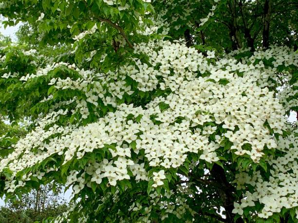 Cornus kousa / Japanese dogwood Cornus kousa, commonly called Japanese dogwood, Kousa, and Kousa dogwood, is native to East Asia and is a small, deciduous flowering tree, with bloom occurring from late spring to early summer (May-June). Kousa dogwood “flowers” are four petal-like white bracts which surround the center cluster of yellowish-green, true flowers. Flowers are followed by berry-like fruits which mature to a pinkish red in summer. dogwood trees stock pictures, royalty-free photos & images