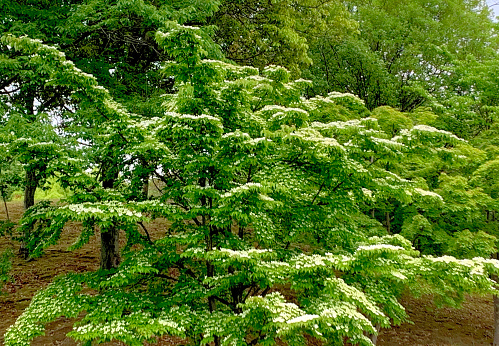 Cornus kousa, commonly called Japanese dogwood, Kousa, and Kousa dogwood, is native to East Asia and is a small, deciduous flowering tree, with bloom occurring from late spring to early summer (May-June). Kousa dogwood “flowers” are four petal-like white bracts which surround the center cluster of yellowish-green, true flowers. Flowers are followed by berry-like fruits which mature to a pinkish red in summer.