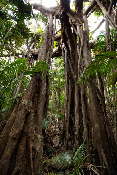 albero di banyan sull'isola di lord howe - lord howe island foto e immagini stock