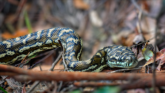 Close up portrait of a carpet or diamond python in the rainforest at Springbrook