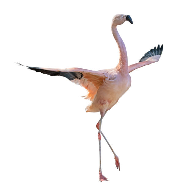 istock bright pink flamingo with spread wings 1324990465