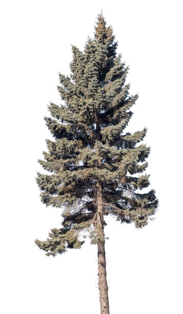 istock high blue isolated fir tree with cones 1324990505
