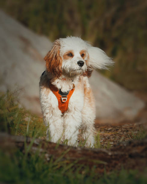istock Cavoodle standing in the bush 1324990817