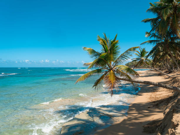 istock Tropical beach in Dominican Republic 1324992564