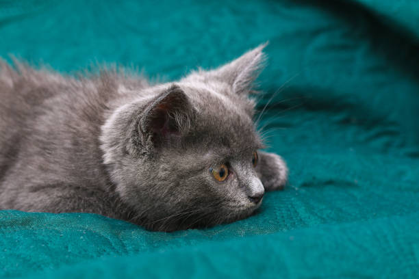 istock Small gray kitten with yellow eyes. Long-haired cute a cat. 1324993361