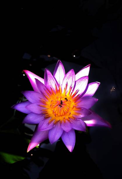 istock Purple Lotus Water Lilly 1324994131