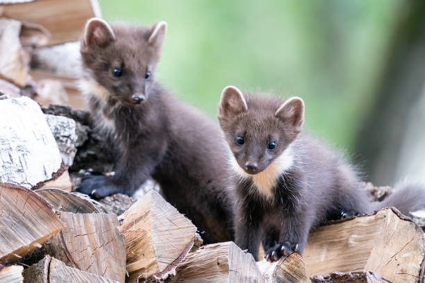 Two pine marten cubs are standing on a woodpile Two pine marten cubs are standing on a woodpile offspring photos stock pictures, royalty-free photos & images