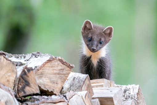 A curious pine marten cub is looking at you