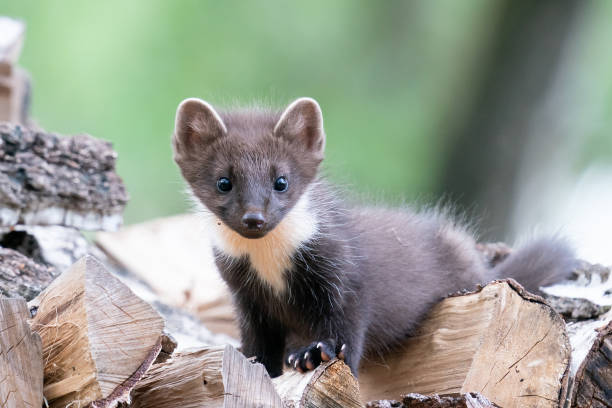istock A young pine marten is standing on a woodpile 1324994401