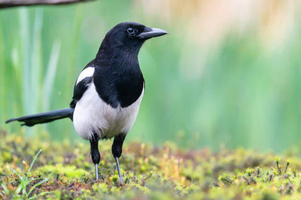 istock Eurasian Magpie is standing on the mossy forest ground 1324994409