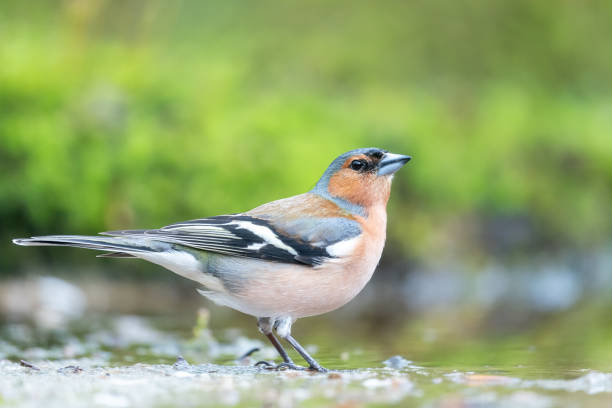 istock Common Chaffinch standing close to water 1324994414