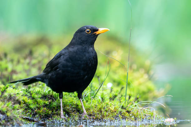 istock Common Blackbird male is standing on mossy ground 1324994417