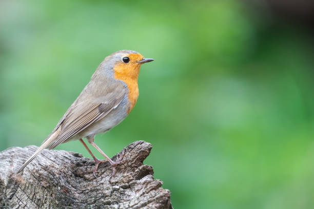 istock European Robin is standing on wood with a green background 1324994452