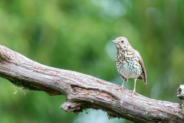 istock Song Trush is perching on a branch 1324994454
