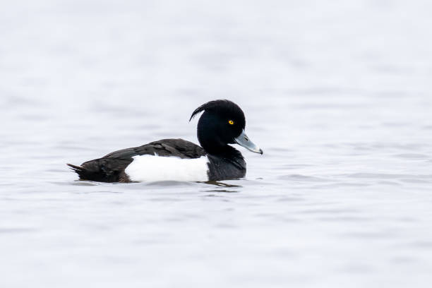 istock Tufted Duck is swimming in a grey water lake 1324994461