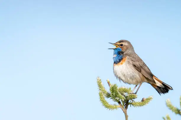 A singing Bluethroat in a top of a tree